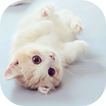 Cat Theme – AppLock