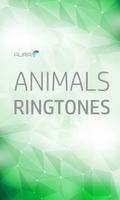 Animal Sounds Ringtones plakat