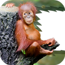 Monkey Photo Frame APK