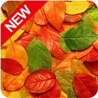 Autumn Wallpaper HD icon