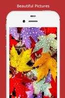 برنامه‌نما Autumn Wallpaper HD عکس از صفحه