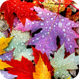 Autumn Wallpaper アイコン
