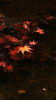Autumn Season Live Wallpaper! syot layar 1