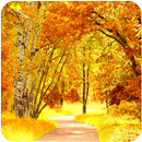 Autumn wallpaper APK