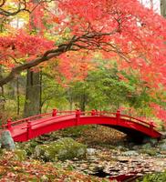 Autumn wallpaper ภาพหน้าจอ 2