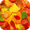 Autumn Wallpaper 4K