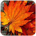 Autumn Wallpaper icon