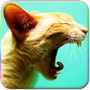 Kedi Sesleri APK