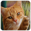 Animal Sounds