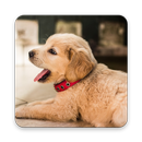 Dog Sounds - The Best Free Animal Sounds App APK