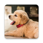Dog Sounds ikona