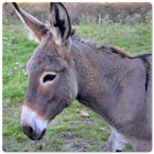 Donkey Sounds иконка