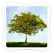 Aviary 濾鏡效果：經典
