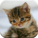 Cat Live Wallpaper APK