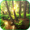 Forest Live Wallpaper APK