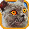 Cat Simulator 2 APK