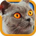 Cat Simulator 2