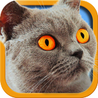 Cat Simulator 2 أيقونة