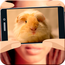 What hamster are you? aplikacja