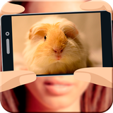 What hamster are you? icono