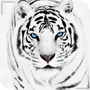 HD Beautiful Tiger Wallpapers - Jaguar APK