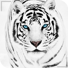 HD Beautiful Tiger Wallpapers - Jaguar icône