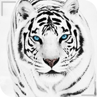 HD Beautiful Tiger Wallpapers icono