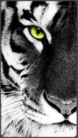 HD Beautiful Tiger Wallpapers - Jaguar Affiche
