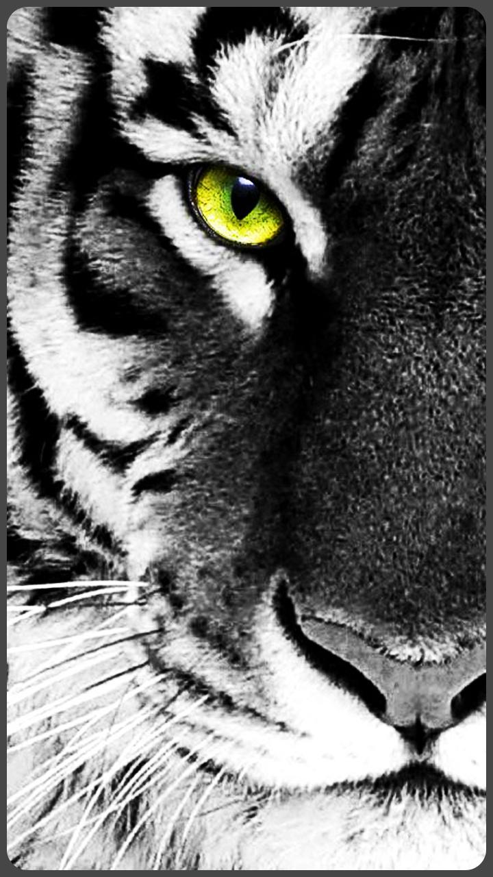 Hd Beautiful Tiger Wallpapers Jaguar For Android Apk Download