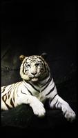 HD Beautiful Tiger Wallpapers captura de pantalla 1