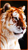 HD Beautiful Tiger Wallpapers captura de pantalla 2