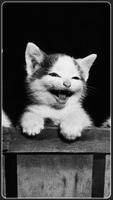 🐱😸🐱 meow Black & white Cat Wallpaper kitty 🐱🐱 poster