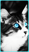 🐱😸🐱 meow Black & white Cat Wallpaper kitty 🐱🐱 screenshot 1