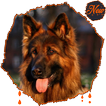 HD Amazing German Shepherd Wallpapers • Pets Dogs