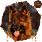 HD Amazing German Shepherd Wallpapers • Pets Dogs icon