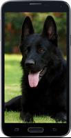 HD Amazing German Shepherd Wallpapers • Pets Dogs 포스터