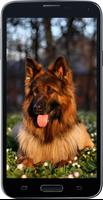 HD Amazing German Shepherd Wallpapers • Pets Dogs syot layar 1