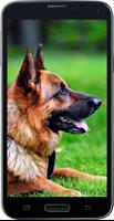 HD Amazing German Shepherd Wallpapers • Pets Dogs 스크린샷 2