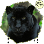 Amazing HD Jaguar Wallpapers 图标
