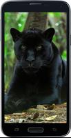 Amazing HD Jaguar Wallpapers 海报