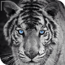 HD Colorful Tiger Wallpapers - Jaguar APK