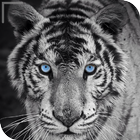 HD красочные обои тигра иконка