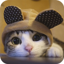 Cat Wallpaper APK