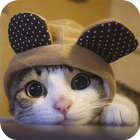 Adorable Cat Wallpaper 图标