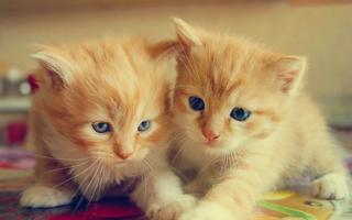 Adorable Cat Wallpaper 截图 1