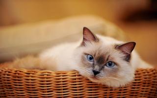 Adorable Cat Wallpaper 截图 2