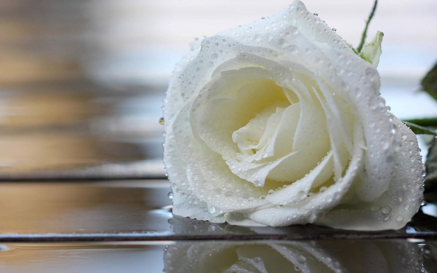 Android 用の White Rose Wallpaper Apk をダウンロード Android 用の White Rose Wallpaper Apk をダウンロード