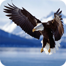 Bald Eagle Wallpaper APK