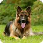 German Shepherd Wallpaper 图标