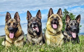 German Shepherd Wallpaper 海报